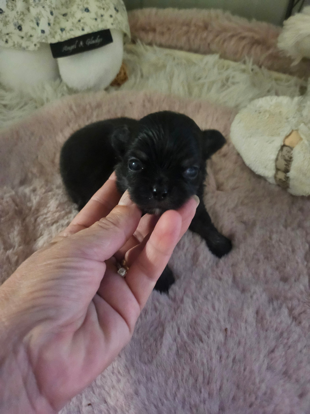 Du Hameau De Selcra - Chiots disponibles - Chihuahua