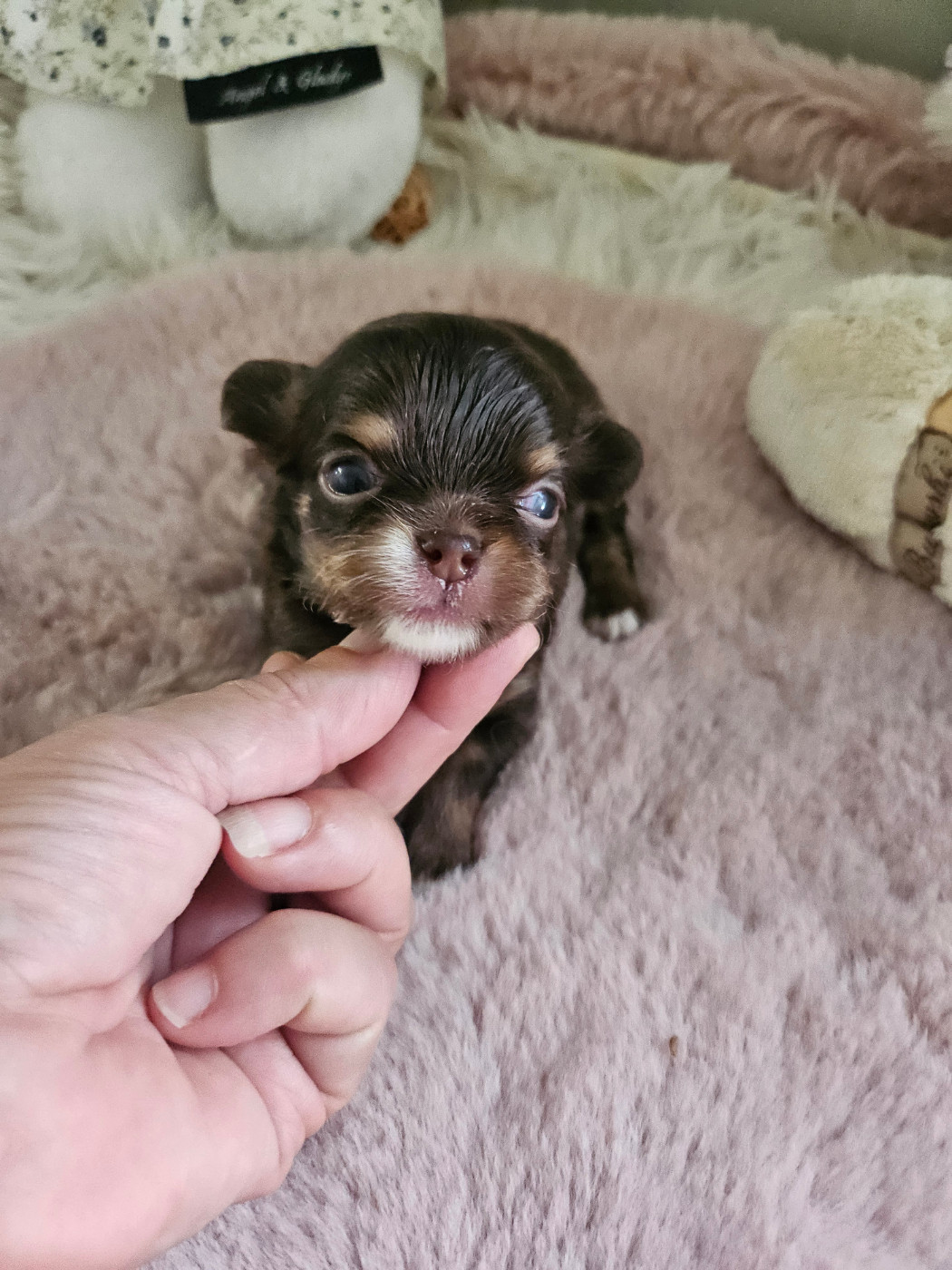 Du Hameau De Selcra - Chiots disponibles - Chihuahua