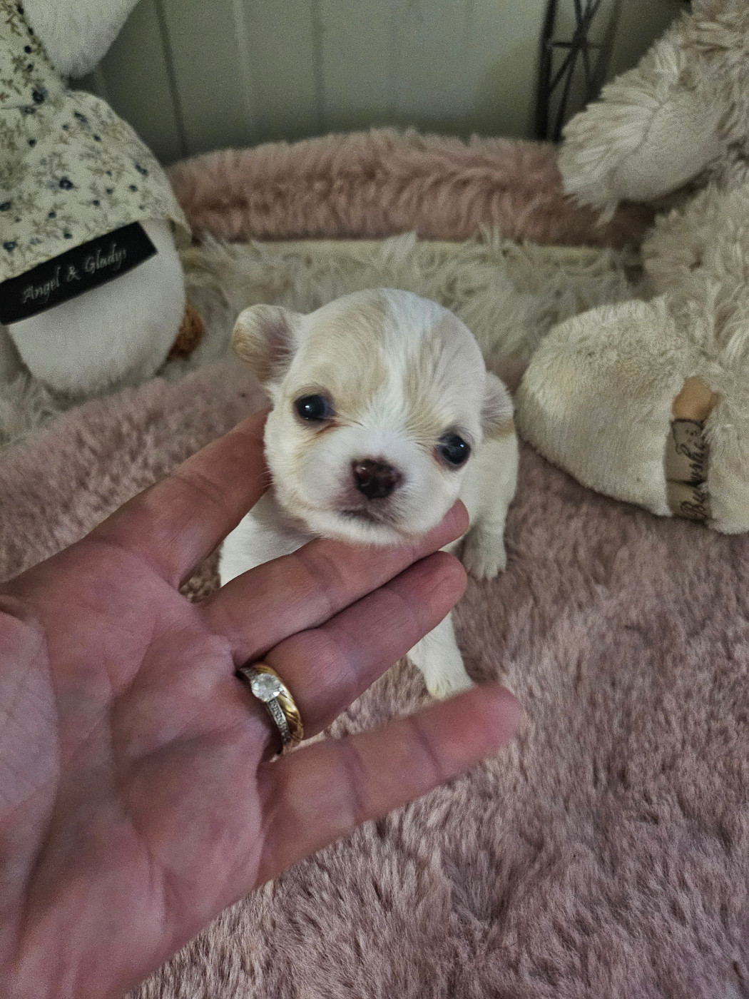 Du Hameau De Selcra - Chiots disponibles - Chihuahua