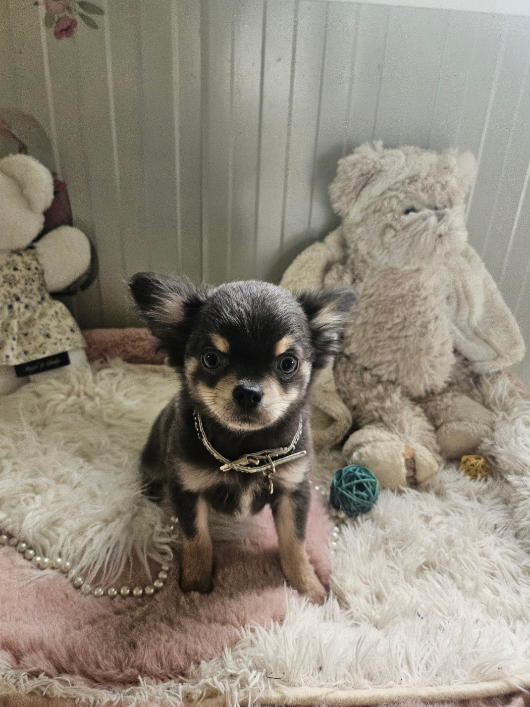 Du Hameau De Selcra - Chiots disponibles - Chihuahua