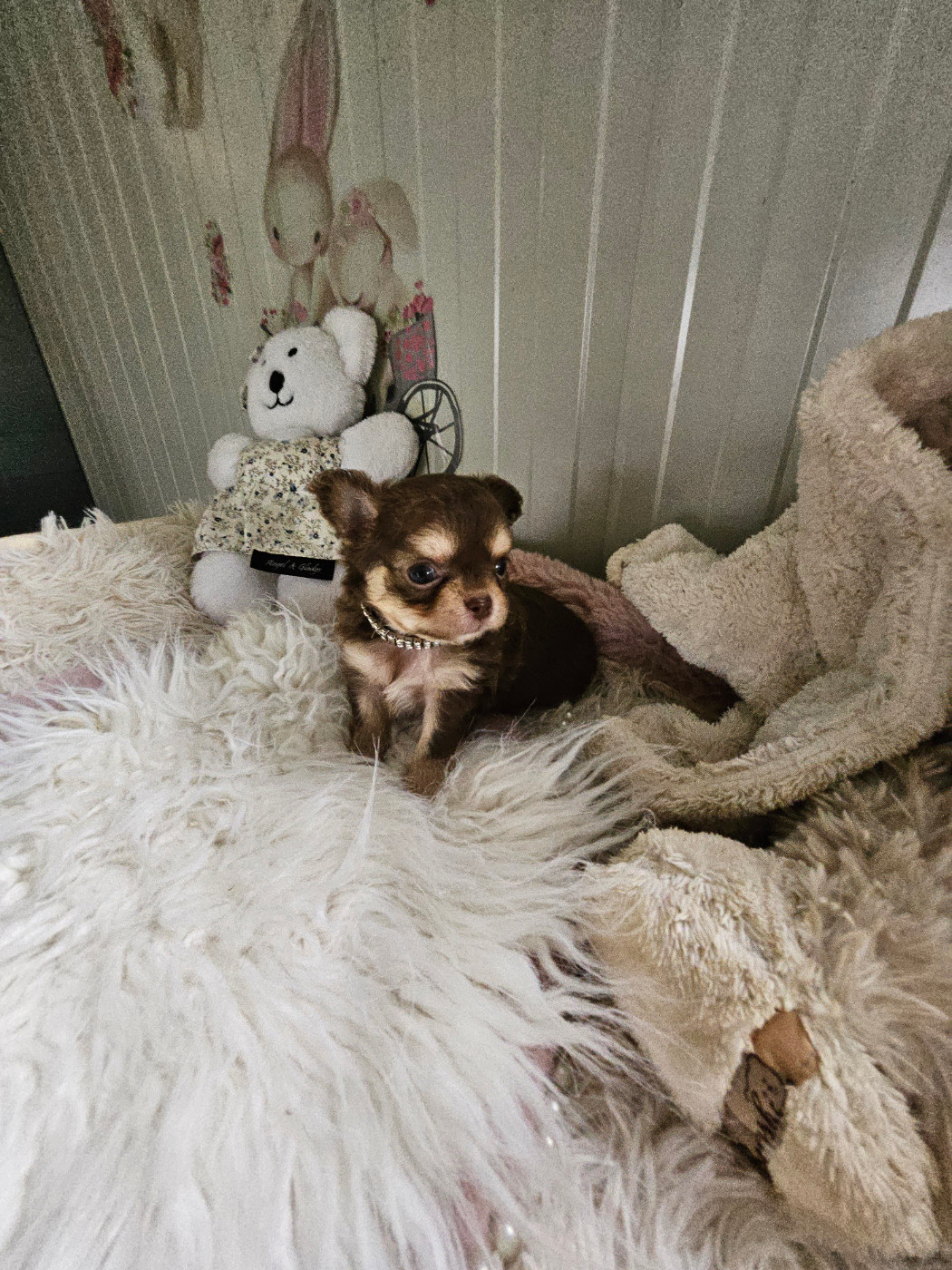 Du Hameau De Selcra - Chiots disponibles - Chihuahua