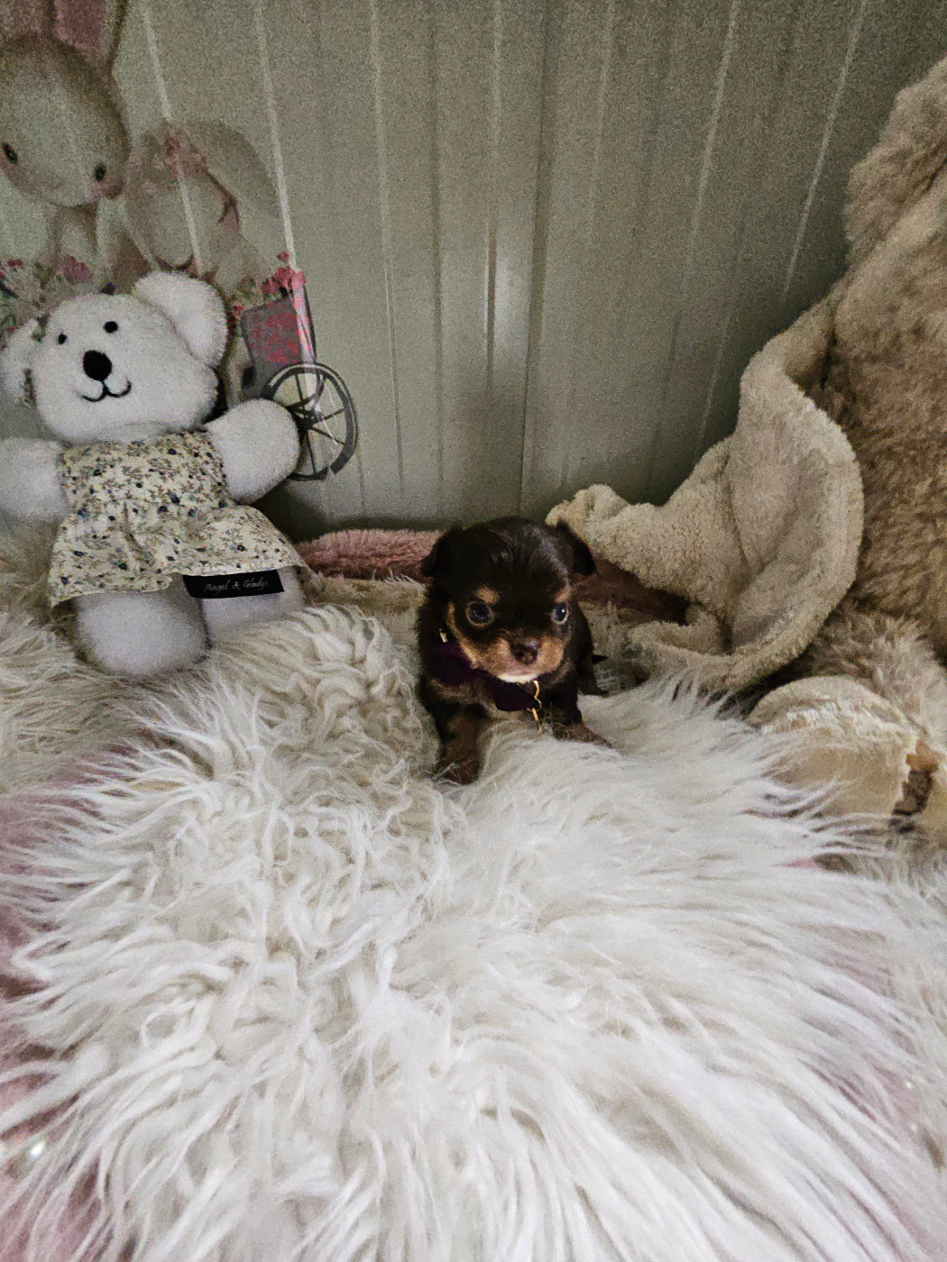 Du Hameau De Selcra - Chiots disponibles - Chihuahua