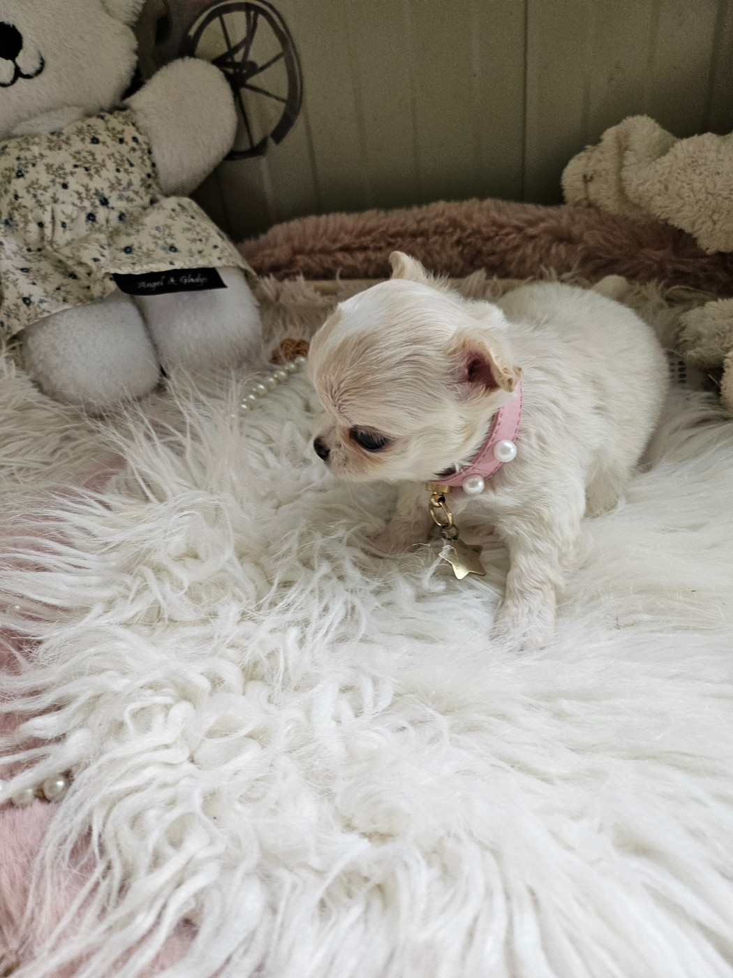 Du Hameau De Selcra - Chiots disponibles - Chihuahua