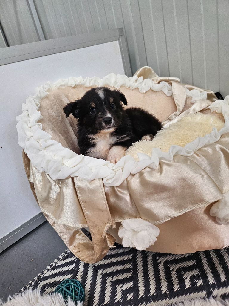 Du Hameau De Selcra - Chiots disponibles - Berger Américain Miniature 