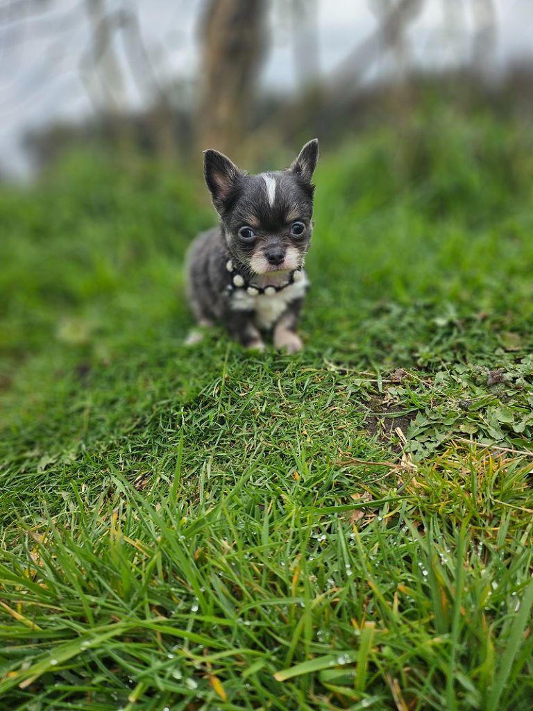 Du Hameau De Selcra - Chiots disponibles - Chihuahua