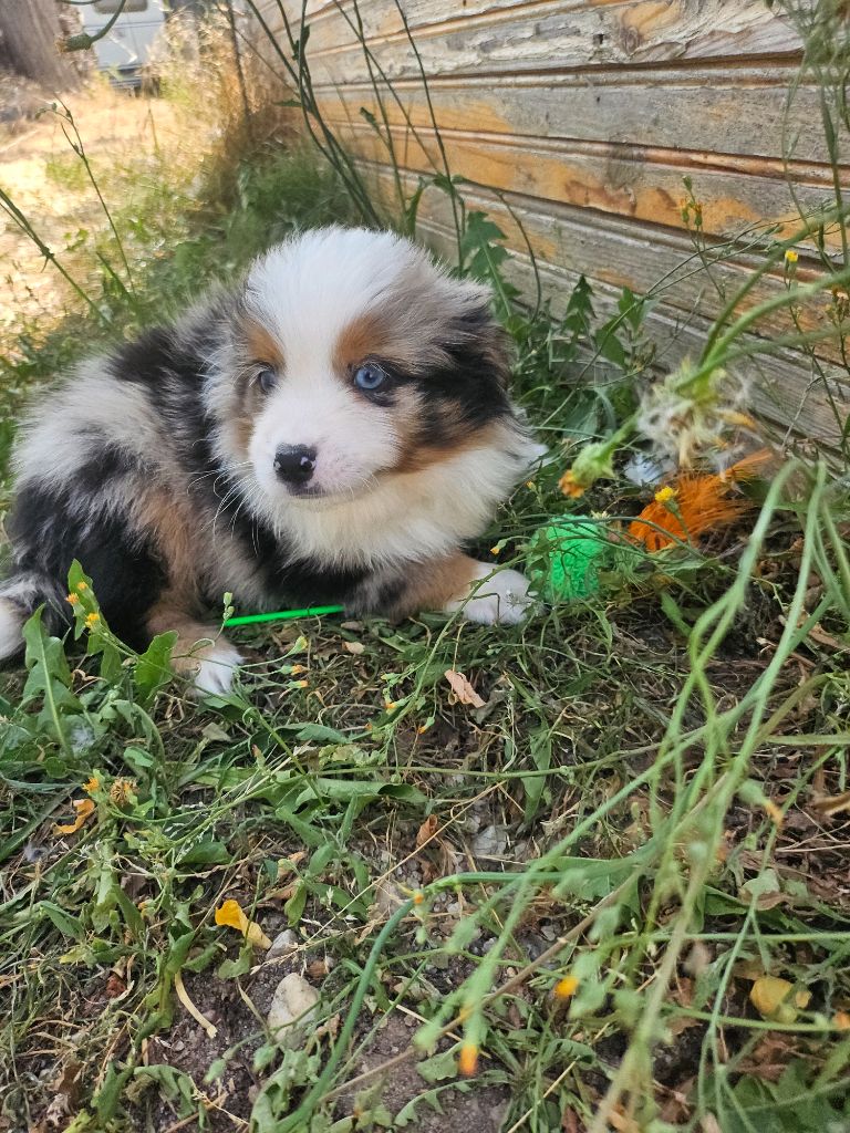 Du Hameau De Selcra - Chiots disponibles - Berger Américain Miniature 