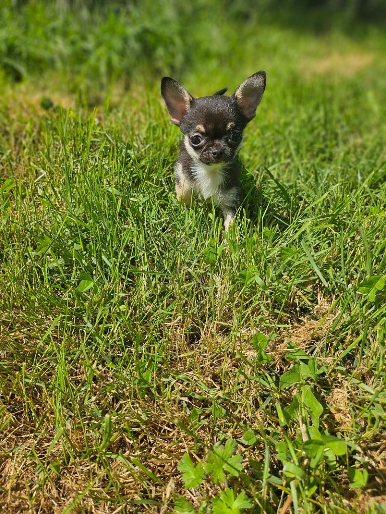 Du Hameau De Selcra - Chiots disponibles - Chihuahua