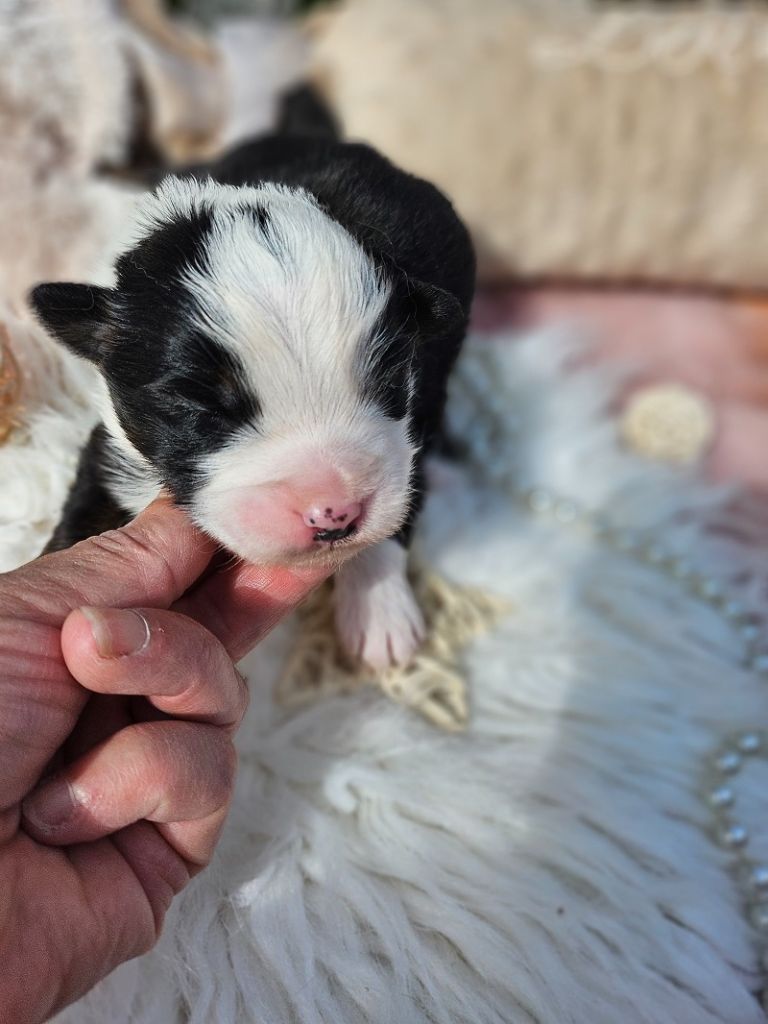 Du Hameau De Selcra - Chiots disponibles - Berger Américain Miniature 