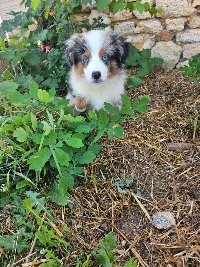 Du Hameau De Selcra - Berger Américain Miniature  - Portée née le 07/05/2025