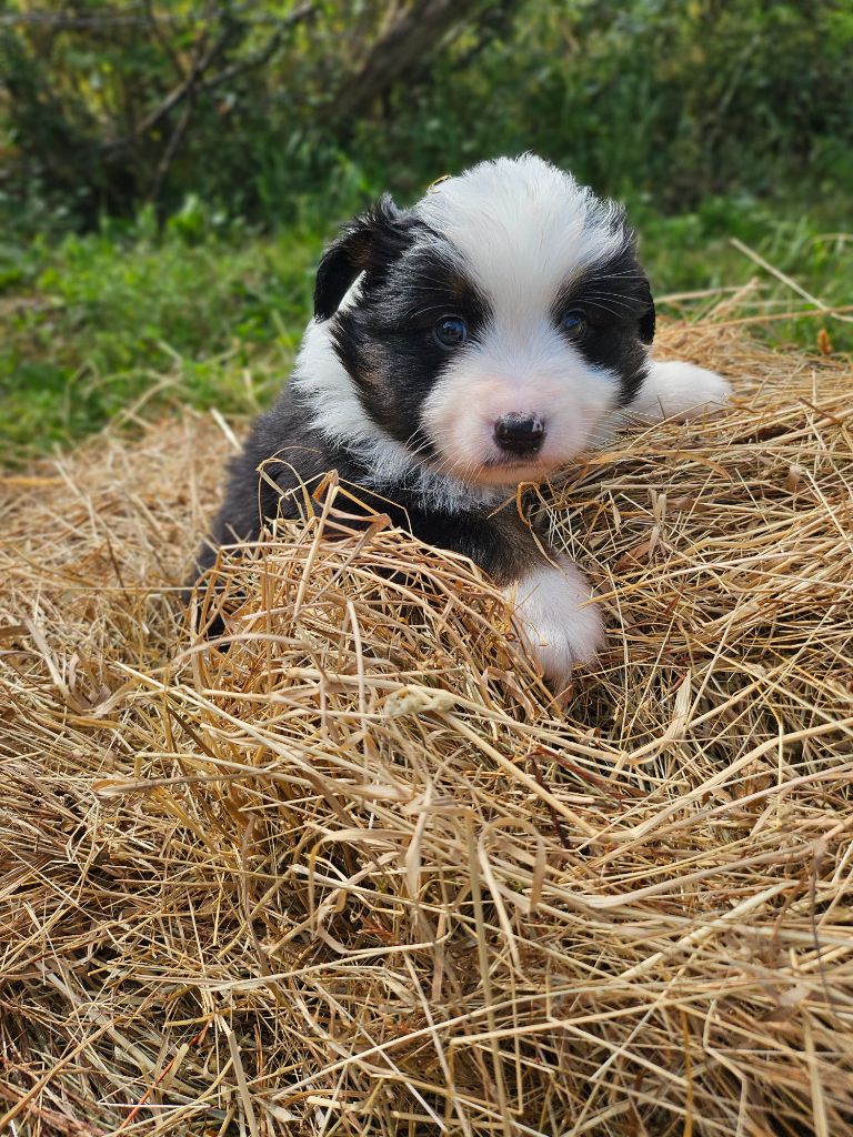Du Hameau De Selcra - Chiots disponibles - Berger Américain Miniature 