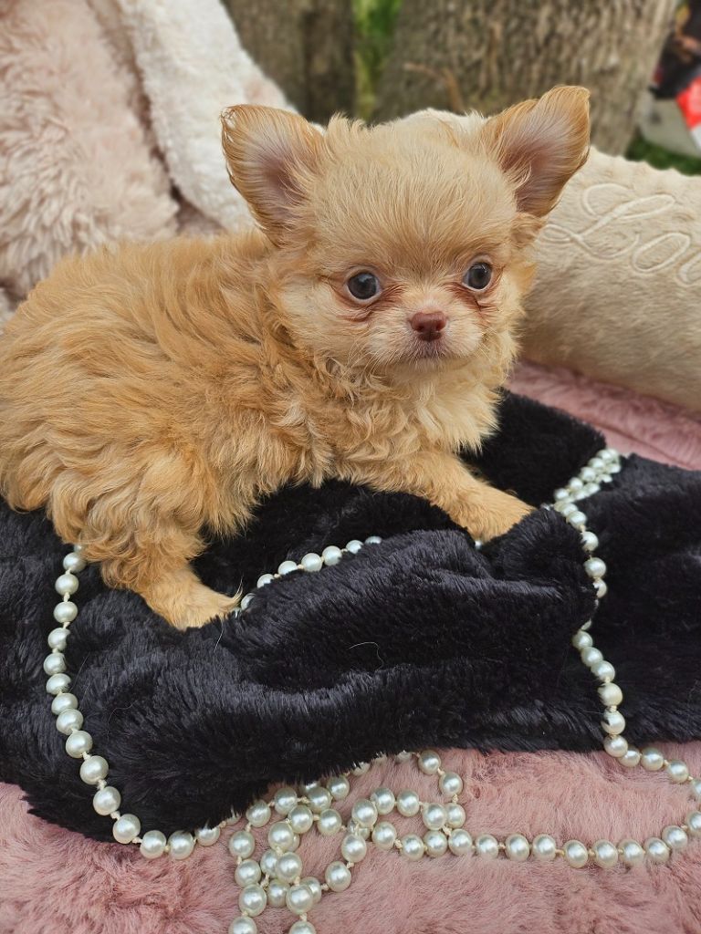 Du Hameau De Selcra - Chiots disponibles - Chihuahua