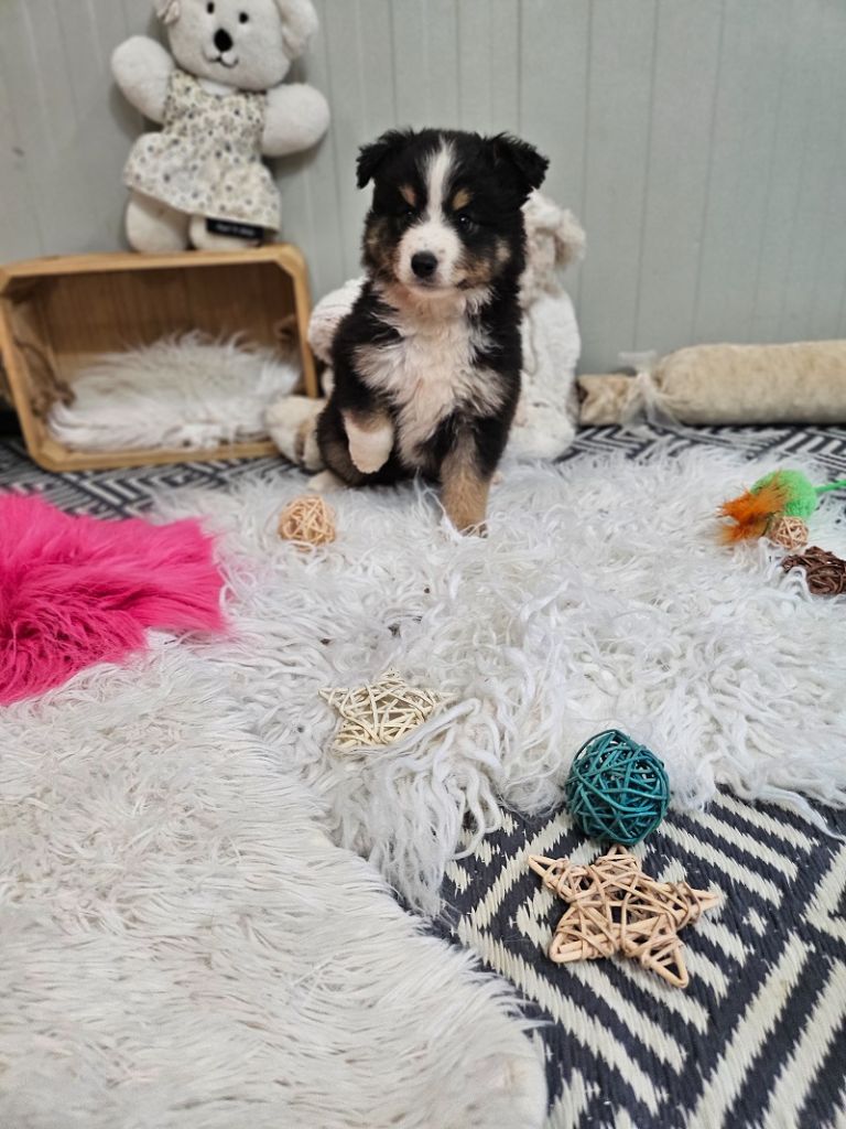 Du Hameau De Selcra - Chiots disponibles - Berger Américain Miniature 