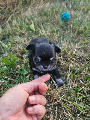 Chiot N°4