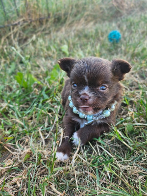 Chiot N°3
