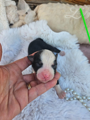 Chiot N°5