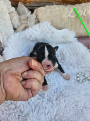 Chiot N°6