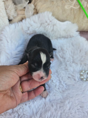 Chiot N°7