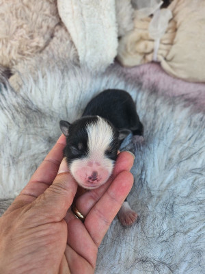Chiot N°1