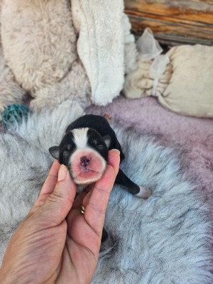 Chiot N°3