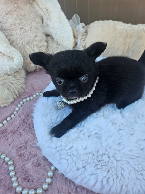 Chiot N°3