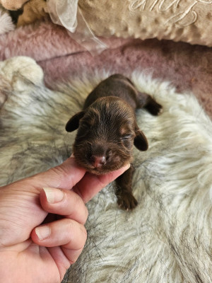 Chiot N°1