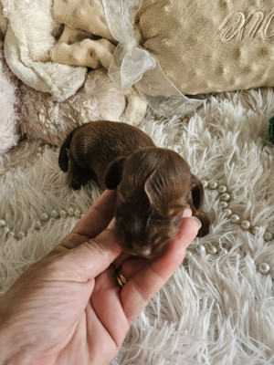 Chiot N°1