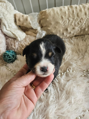 Chiot N°2