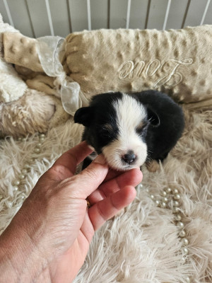 Chiot N°3