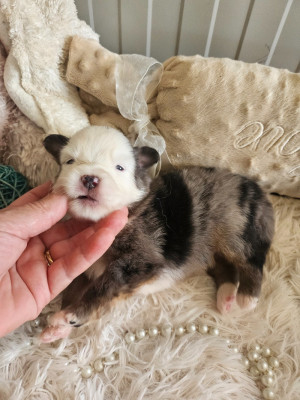 Chiot N°4