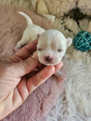 Chiot N°4