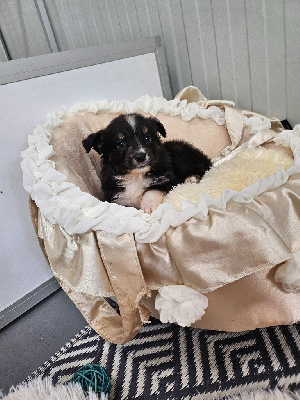 CHIOT 3