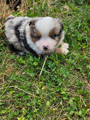 CHIOT 1