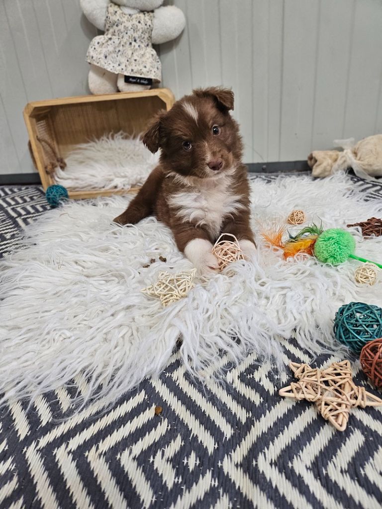 Du Hameau De Selcra - Chiots disponibles - Berger Américain Miniature 