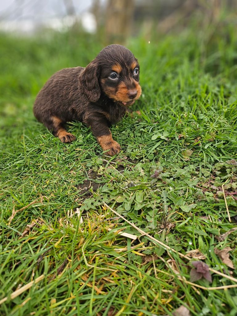 Du Hameau De Selcra - Chiots disponibles - Teckel poil long