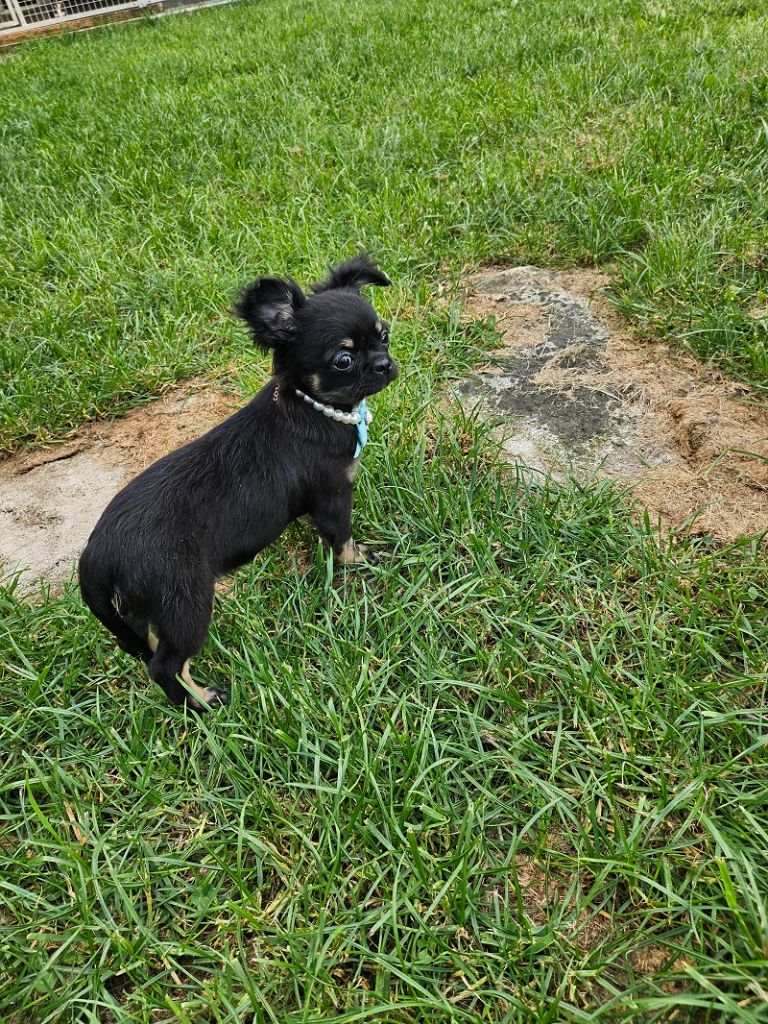 Du Hameau De Selcra - Chiots disponibles - Chihuahua