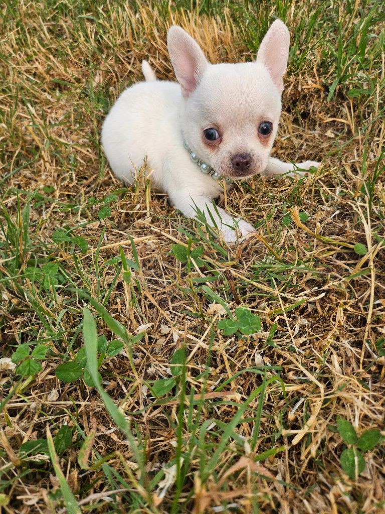 Du Hameau De Selcra - Chiots disponibles - Chihuahua