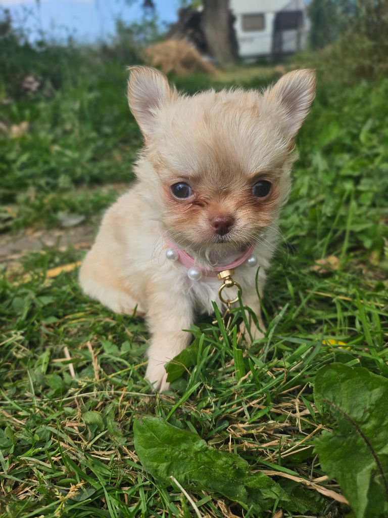 Du Hameau De Selcra - Chiots disponibles - Chihuahua