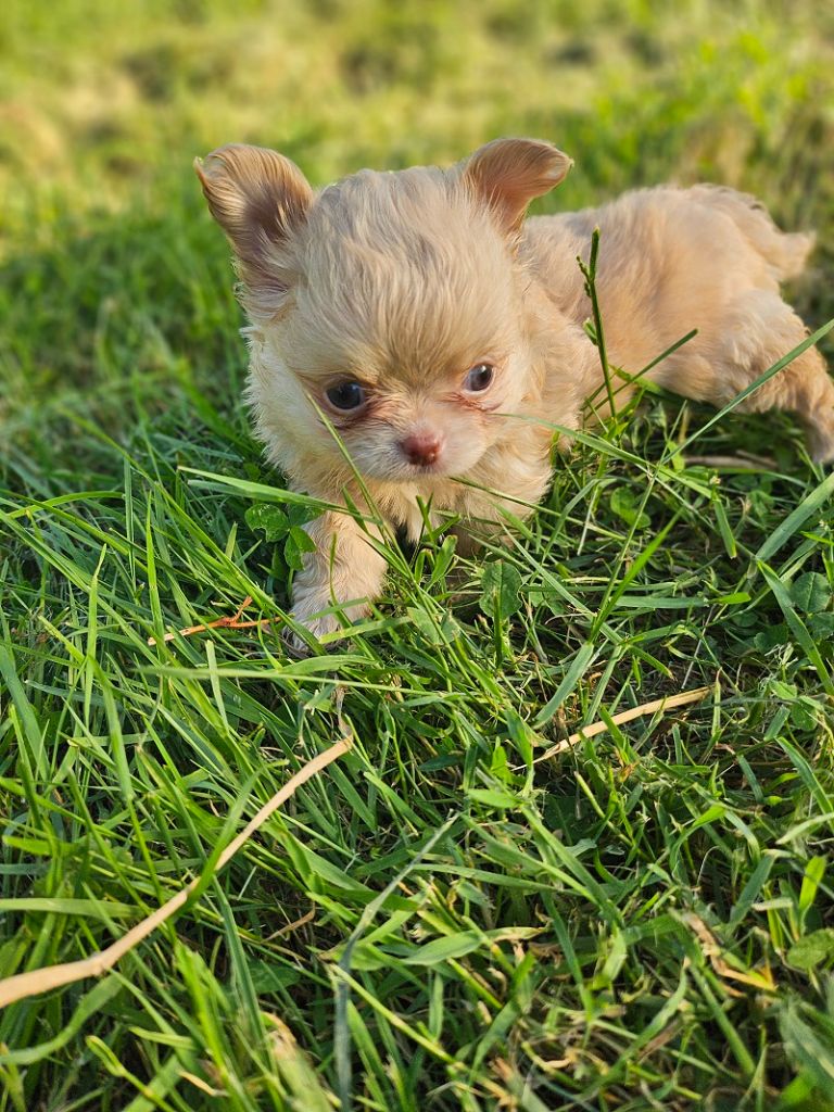 Du Hameau De Selcra - Chiots disponibles - Chihuahua